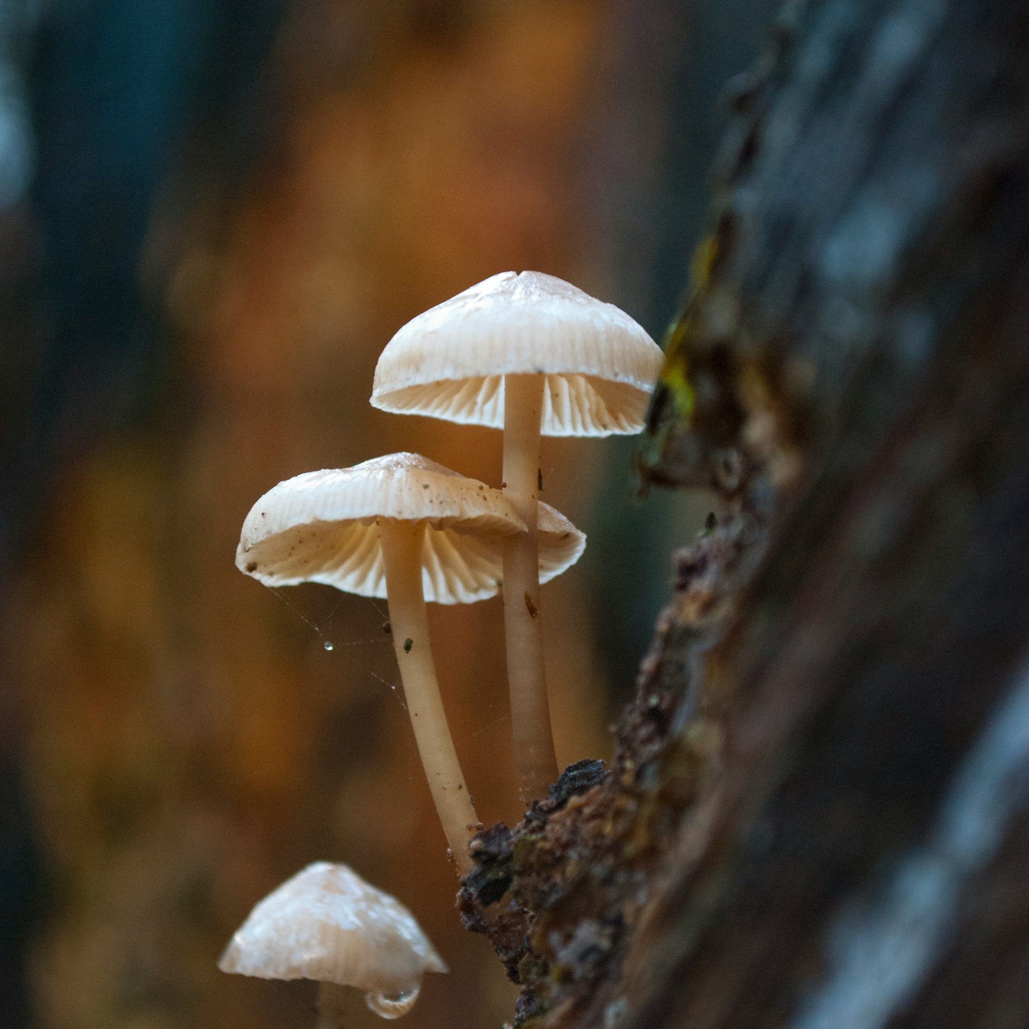 Lion’s Mane Mushroom