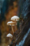 Lion’s Mane Mushroom