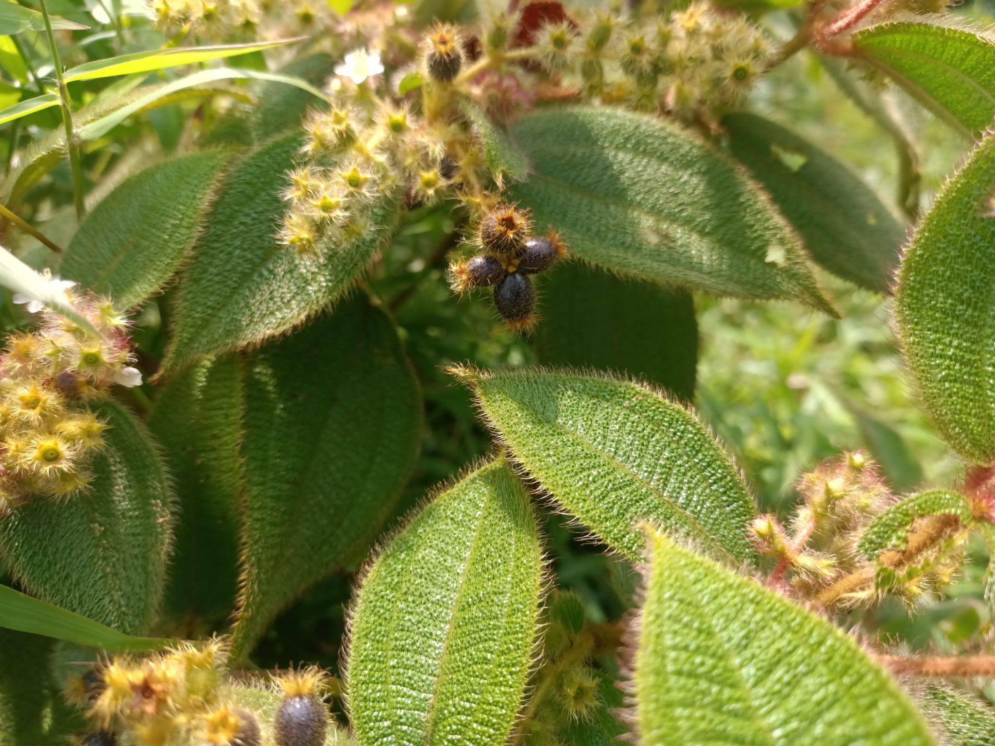 Fresh Caribbean bush tea herbs including cerasee and soursop leaves prepared