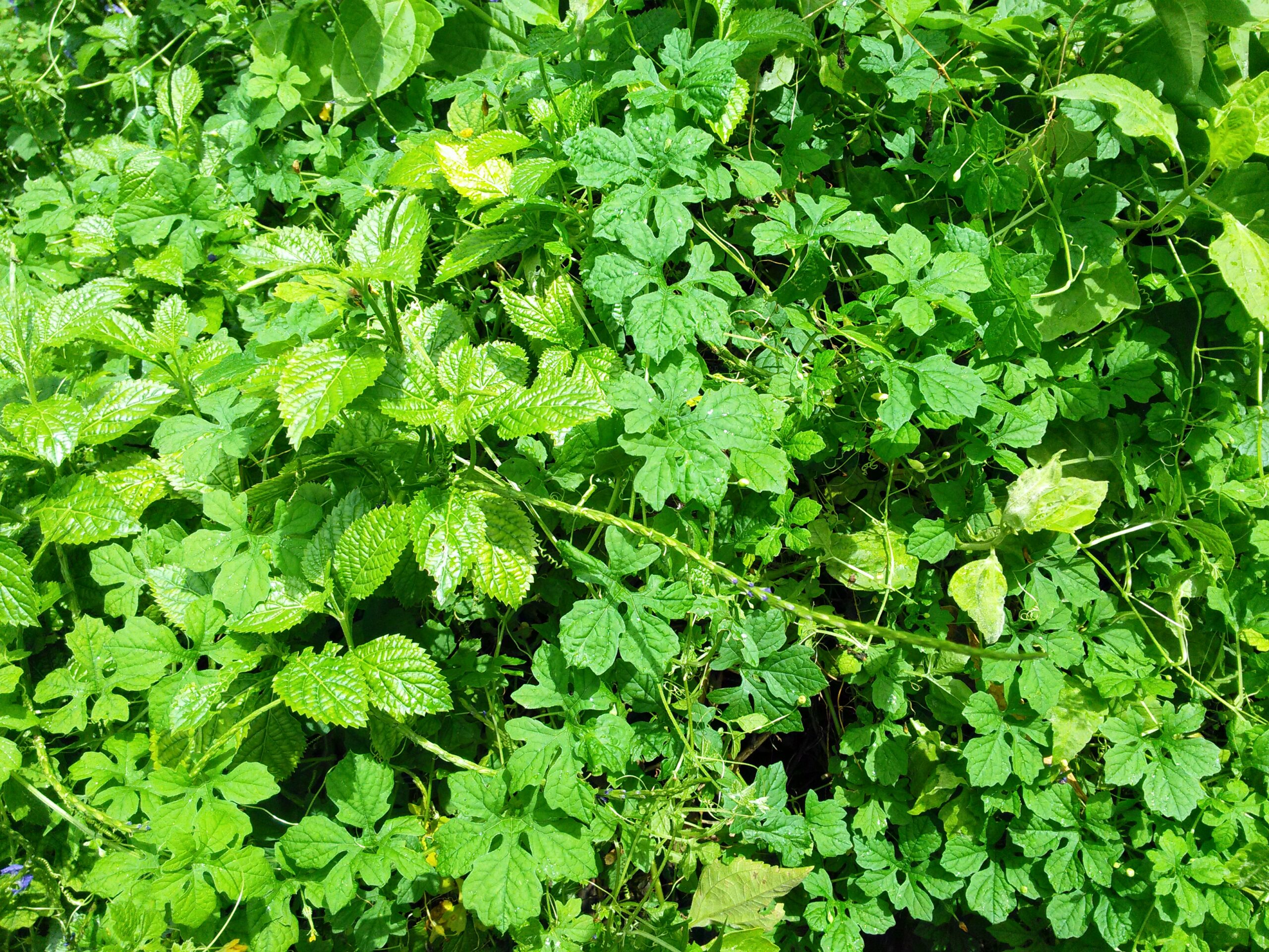 Fresh Caribbean bush tea herbs including cerasee and soursop leaves