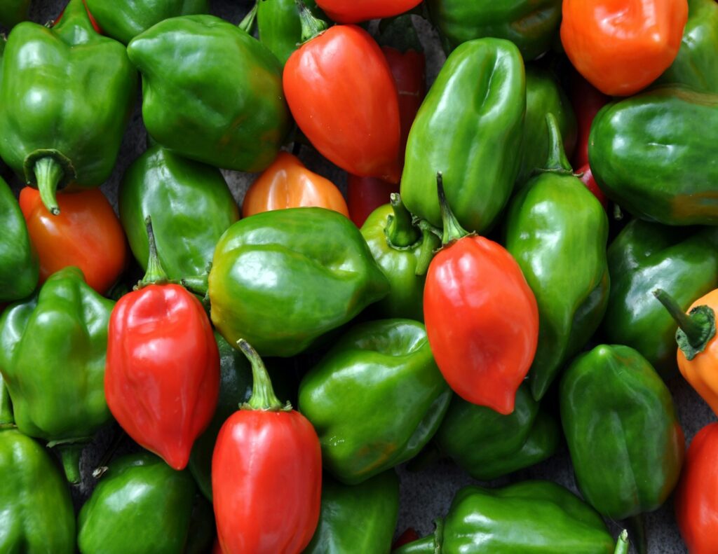 A close-up of red, green and orange habanero peppers.