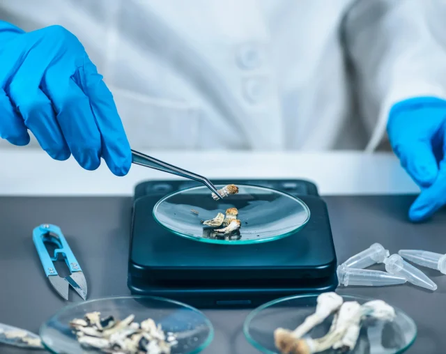 Psilocybin mushrooms growing in a tropical Caribbean Testing.