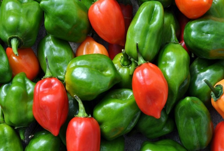A close-up of red, green and orange habanero peppers.
